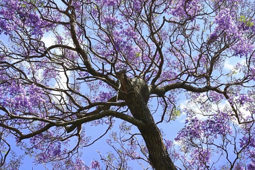 Ct Hotel Pretoria Exterior photo Jacaranda tree